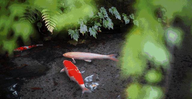 640.gif