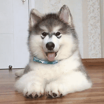 640.gif